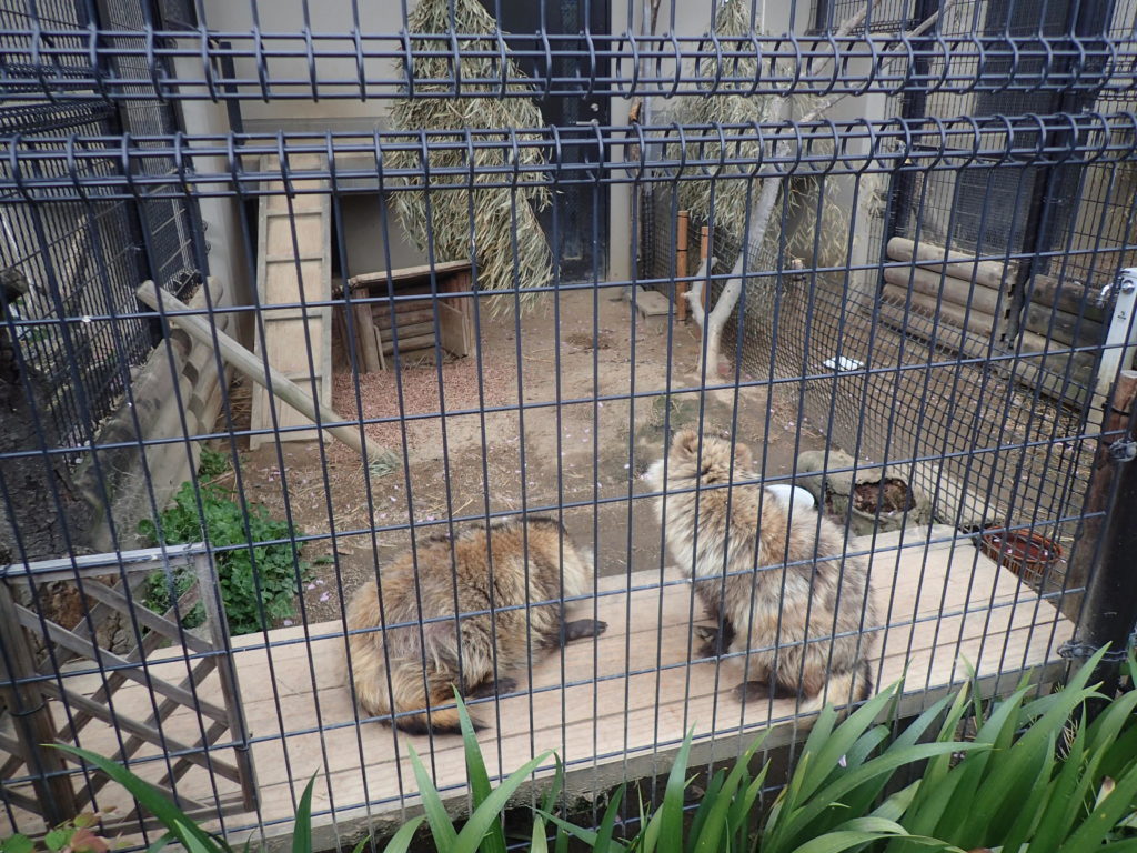 京都市動物園 子連れ