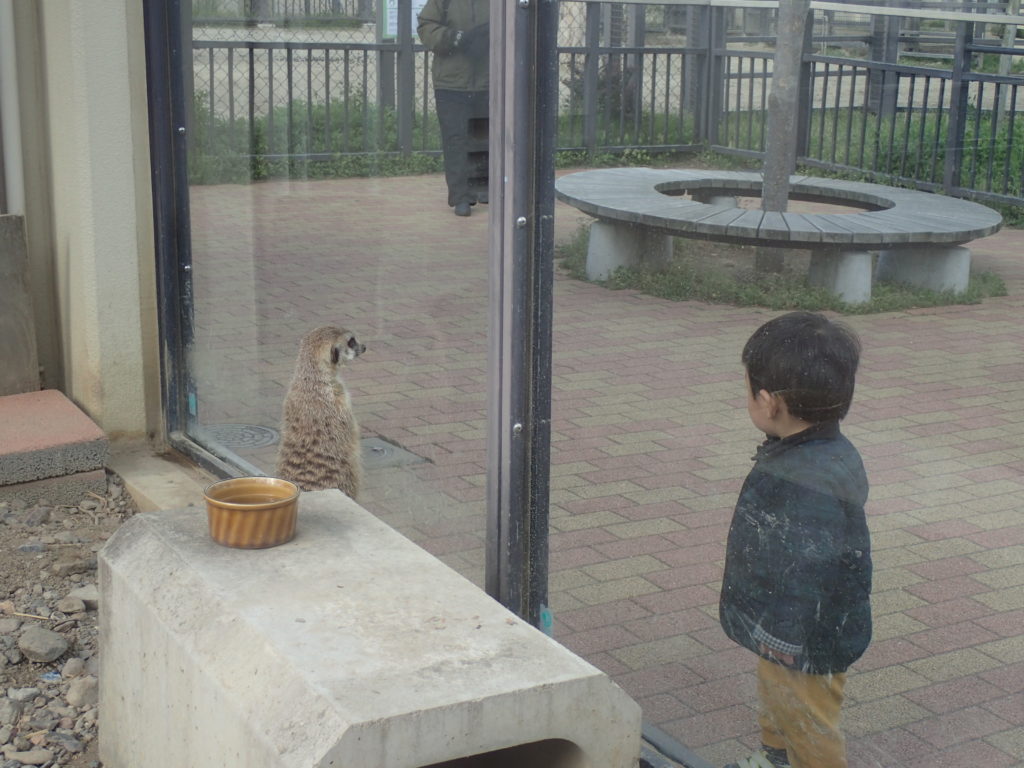 京都 子連れにおすすめ 京都市動物園は1歳半でも楽しめるキッズ向け動物園 セイカの暮らし便り