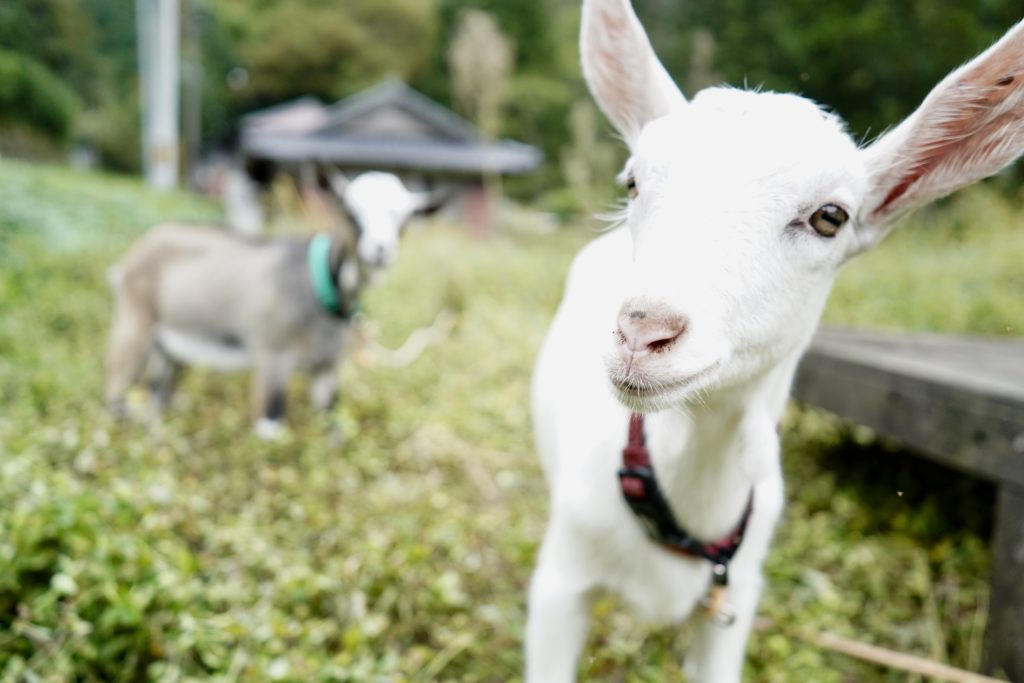 ヤギをペットとして飼うべきですか?